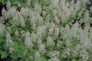Tiarella cordifolia P9