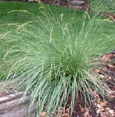 Festuca mairei P9 - afbeelding 3