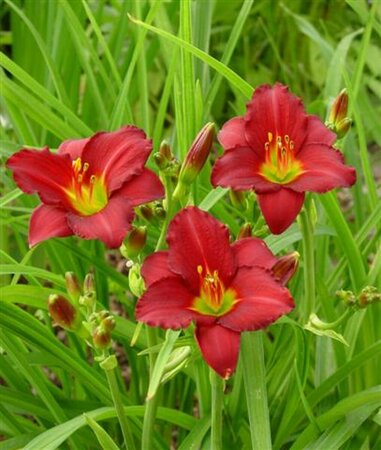 Hemerocallis 'Pardon Me' P9 - afbeelding 2