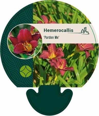 Hemerocallis 'Pardon Me' P9 - afbeelding 3