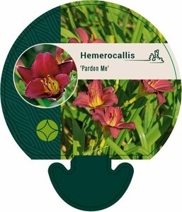 Hemerocallis 'Pardon Me' P9 - afbeelding 3