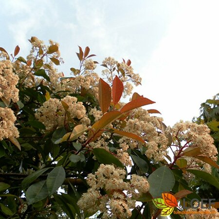 Photinia fraseri 'Red Robin' - afbeelding 10