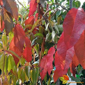 Prunus avium 'Lapins' 125/150 C.