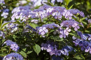 Hydrangea macrophylla 'Bodensee' C7.5