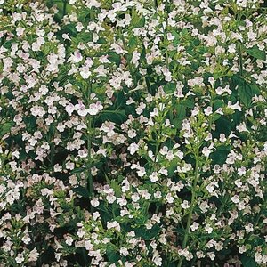 Calamintha nepeta nepeta P9 - afbeelding 4