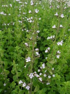 Calamintha nepeta nepeta P9 - afbeelding 5