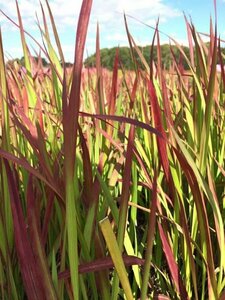 Imperata cylindrica 'Red Baron' P9 - afbeelding 9