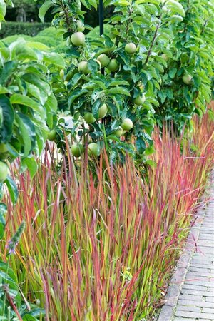 Imperata cylindrica 'Red Baron' P9 - afbeelding 13