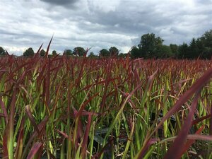 Imperata cylindrica 'Red Baron' P9 - afbeelding 4