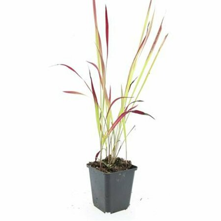 Imperata cylindrica 'Red Baron' P9 - afbeelding 8