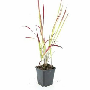 Imperata cylindrica 'Red Baron' P9 - afbeelding 8