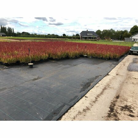 Imperata cylindrica 'Red Baron' P9 - afbeelding 11