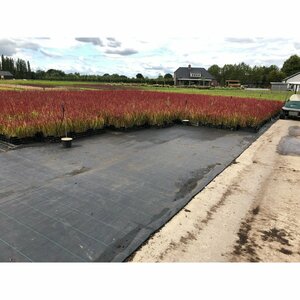 Imperata cylindrica 'Red Baron' P9 - afbeelding 11