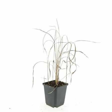 Imperata cylindrica 'Red Baron' P9 - afbeelding 7