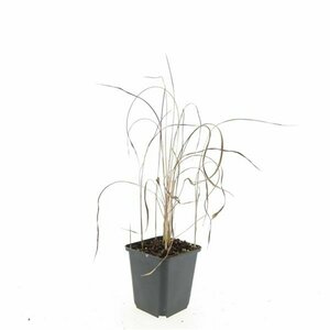 Imperata cylindrica 'Red Baron' P9 - afbeelding 7