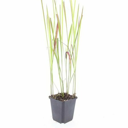 Imperata cylindrica 'Red Baron' P9 - afbeelding 6
