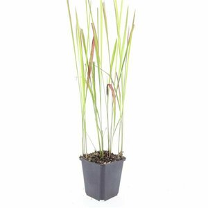 Imperata cylindrica 'Red Baron' P9 - afbeelding 6