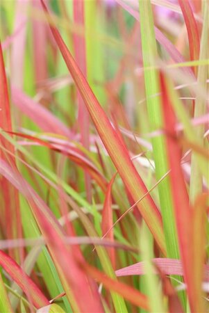 Imperata cylindrica 'Red Baron' P9 - afbeelding 12