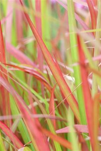 Imperata cylindrica 'Red Baron' P9 - afbeelding 12