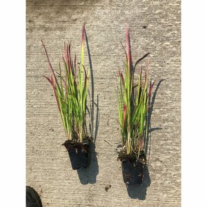 Imperata cylindrica 'Red Baron' P9 - afbeelding 10