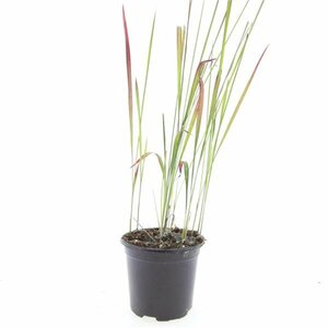 Imperata cylindrica 'Red Baron' P9 - afbeelding 4
