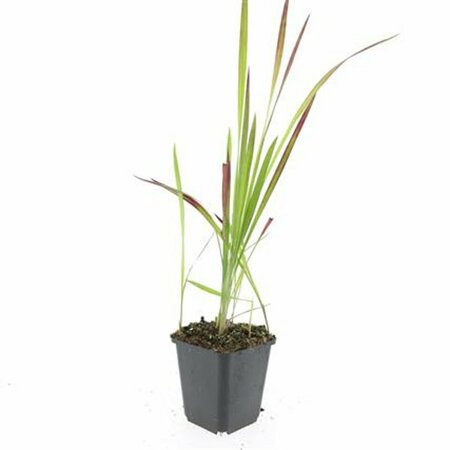 Imperata cylindrica 'Red Baron' P9 - afbeelding 5