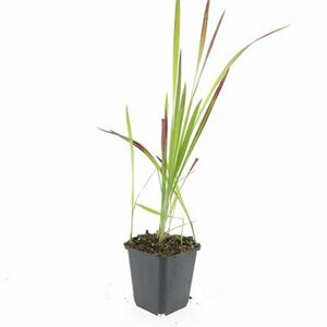 Imperata cylindrica 'Red Baron' P9 - afbeelding 5