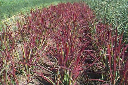 Imperata cylindrica 'Red Baron' P9 - afbeelding 1
