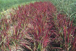 Imperata cylindrica 'Red Baron' P9