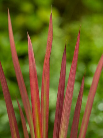 Imperata cylindrica 'Red Baron' P9 - afbeelding 3