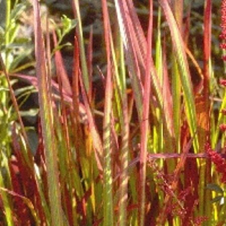 Imperata cylindrica 'Red Baron' P9 - afbeelding 2