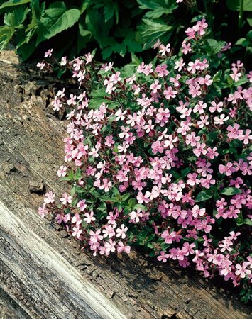 Saponaria ocymoides P9 - afbeelding 7