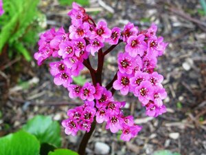 Bergenia cordifolia 'Rotblum' P9 - afbeelding 2