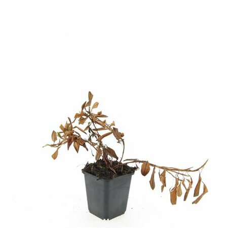 Persicaria affinis 'Darjeeling Red' P9 - afbeelding 6