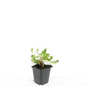 Persicaria affinis 'Darjeeling Red' P9 - afbeelding 5