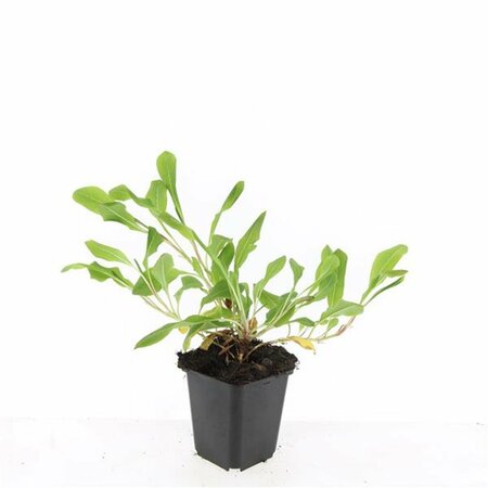 Persicaria affinis 'Darjeeling Red' P9 - afbeelding 4