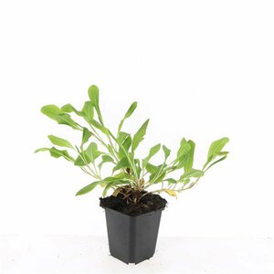 Persicaria affinis 'Darjeeling Red' P9 - afbeelding 4