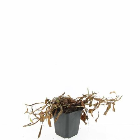 Persicaria affinis 'Darjeeling Red' P9 - afbeelding 3