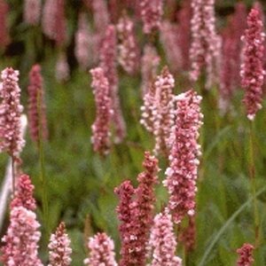 Persicaria affinis 'Darjeeling Red' P9 - afbeelding 9