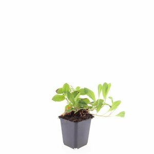 Persicaria affinis 'Darjeeling Red' P9 - afbeelding 10
