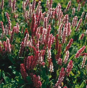 Persicaria affinis 'Darjeeling Red' P9 - afbeelding 8