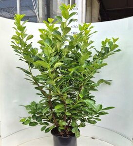 Prunus laurocerasus 'Rotundifolia' - afbeelding 9