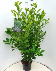 Prunus laurocerasus 'Rotundifolia' - afbeelding 24