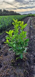Prunus laurocerasus 'Rotundifolia' - afbeelding 22