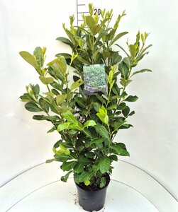 Prunus laurocerasus 'Rotundifolia' - afbeelding 20