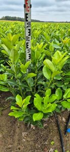 Prunus laurocerasus 'Rotundifolia' - afbeelding 23