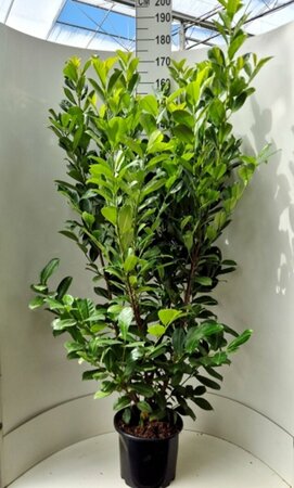 Prunus laurocerasus 'Rotundifolia' - afbeelding 10