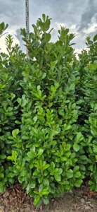 Prunus laurocerasus 'Rotundifolia' - afbeelding 11