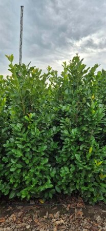 Prunus laurocerasus 'Rotundifolia' - afbeelding 12
