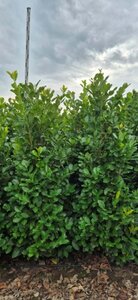 Prunus laurocerasus 'Rotundifolia' - afbeelding 12